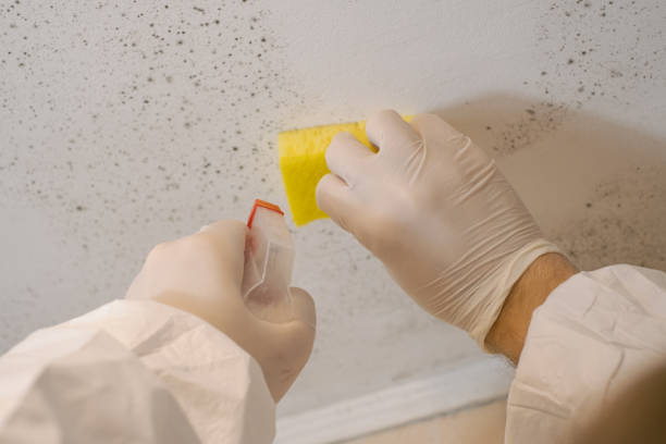 Mold Remediation for Rental Properties in Rossford, OH